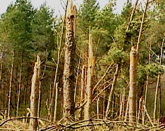 foret aprés la tempète