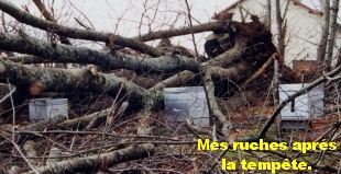 Ruches aprés la tempète de décembre99